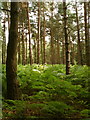 SK1705 : Fir trees in Hopwas Woods by JamesB