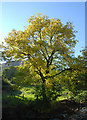 Tree by the Afon Lliw