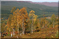 NH2722 : Autumn birches near Coille Mhor by Dorothy Carse