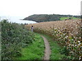 SW7826 : Part of the South West Coast Path near the Helford River mouth by Jeremy Bolwell