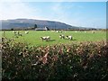 Grazing sheep near Bodrhiw