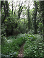 Woodland Trail, Redgrave and Lopham Fen