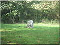 Standing stone in field off A497