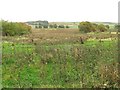 Wet grassland, Falla