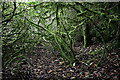 An overgrown path on Woodhead Hill