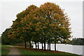 Sycamores beside Loch of Forfar