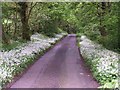 Buckland road with wild garlic