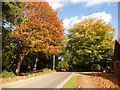 Burley: autumn colours in Pound Lane