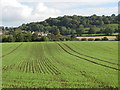 NY9168 : Farmland around the River North Tyne southwest of Wall by Mike Quinn