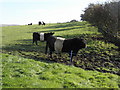 Belted Galloway Cattle 