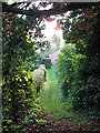 Path between two gardens, Westhall