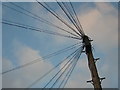 Telegraph pole, Waldegrave Road, SE19