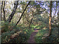 SO8490 : Bridleway in Highgate Country Park, Staffordshire by Roger  Kidd