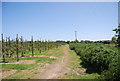 Saxon Shore Way heading north through orchards (2)