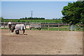 Horses in a paddock by the Saxon Shore Way