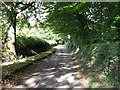 Track leading to Wephurst Cottages