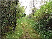 NS7872 : Path, Palacerigg Country Park by Richard Webb