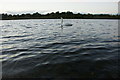 Mute Swan (Cygnus olor) on Stormont Loch