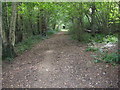 Woodland on Gunshot Common