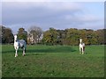 Fields of Cleddans