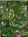 The Staffordshire Way north of Highgate Common