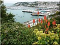 Red Hot Pokers above Brixham Harbour