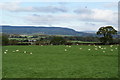 Sheep grazing near Billington