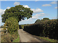 Narrow lane with overhanging tree