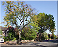 Mature trees in Albert Road, Wolverhampton