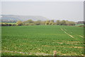 Wheat south of Berwick Station