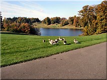 SP4316 : Geese near the lake by Paul Gillett