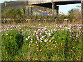 Wild flowers and graffiti