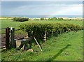 Hedge and trough, Embleton