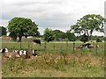 Cattle, Larbert