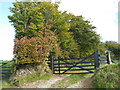 Autumn colours in the hedge