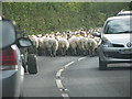 The B3222 filled by cars and sheep