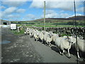 Sheep on the track at Mossyard