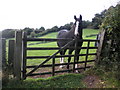 Curious horse, near Lower Moor Farm