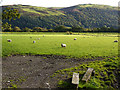 Field in Dyffryn Dysynni