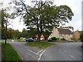 Small green, large tree