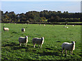 Pasture, Brightwell Baldwin