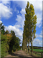 Track and poplars, Curridge