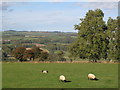 Pastures above Whinney Corner