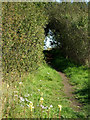 Hambro Hill Footpath