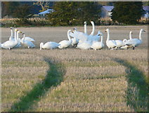 NH8176 : Whooper Swans near Arabella (1) by sylvia duckworth