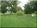 Ducks on Horsham Common (2)