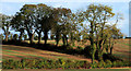 Trees and hedges, the Corbet near Banbridge