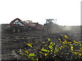 Harvesting Tatties at Powderwells