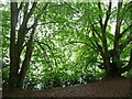 Fonthill Lake near Fonthill Bishop