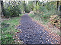 Footpath through Rushy Lane Wood